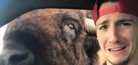 WATCH: Sexy gay nature lover has hilariously close call with Buffalo