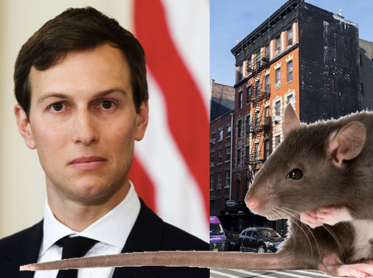 Jared Kushner’s NYC apartment buildings are infested with rats and tenants have had enough