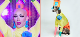 Who wore it best… Sasha Velour or this dog?