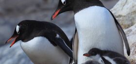 Twitter is loving this pair of same-sex Australian penguins raising their own egg