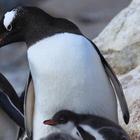 Twitter is loving this pair of same-sex Australian penguins raising their own egg