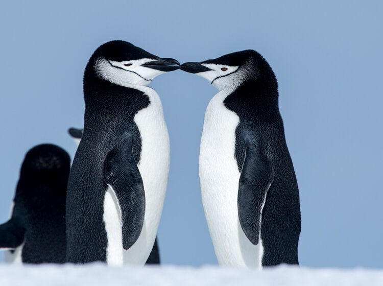 Tango and Silo, the gay penguins from 'And Tango Makes Three,' are officially ex-gay