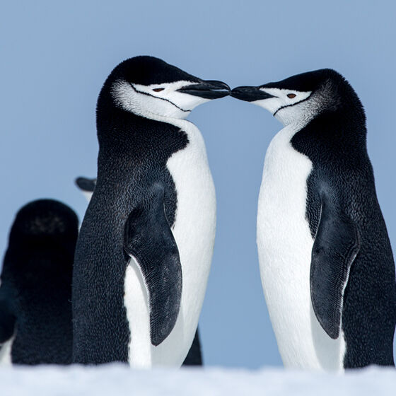 Tango and Silo, the gay penguins from ‘And Tango Makes Three,’ are officially ex-gay