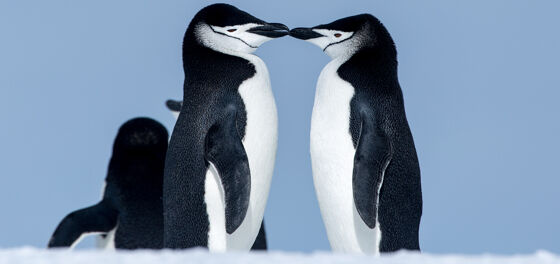 Tango and Silo, the gay penguins from ‘And Tango Makes Three,’ are officially ex-gay