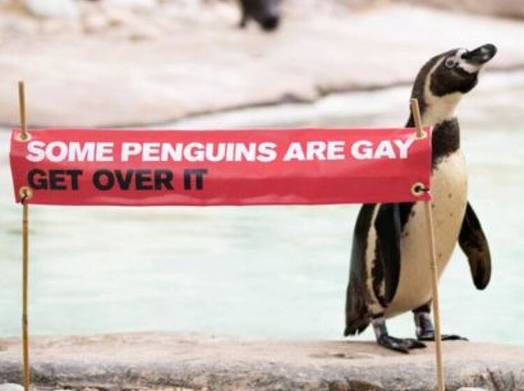 Meet the gay penguins celebrating pride in the London Zoo