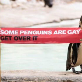 Meet the gay penguins celebrating pride in the London Zoo