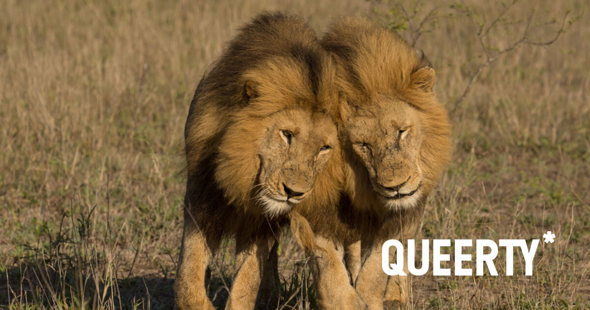 This is what happens when you interrupt two male lions having sex - Queerty