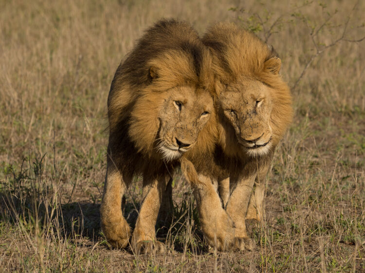 This is what happens when you interrupt two male lions having sex