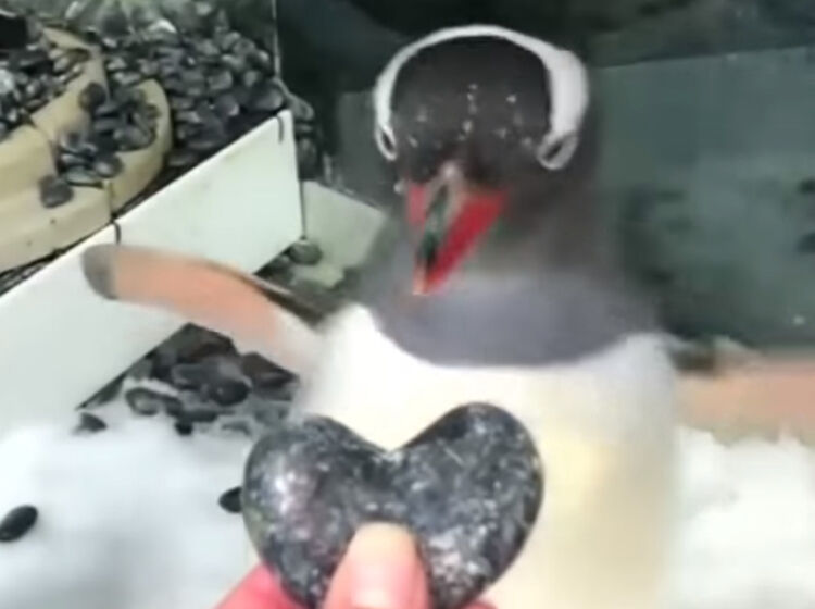 Famed gay penguins trying for their second child