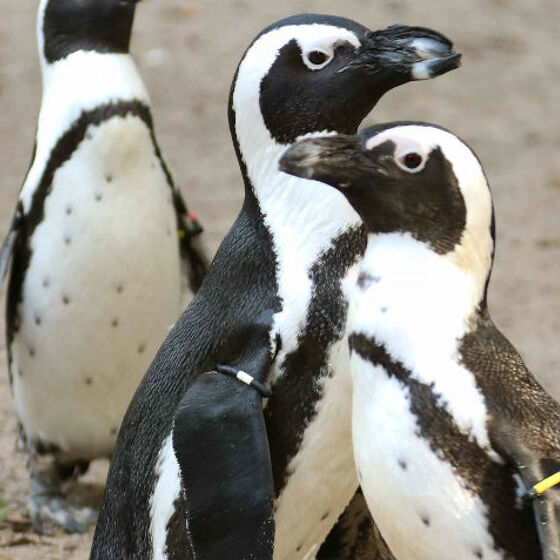Gay penguin couple steal eggs from lesbian birds in order to become dads