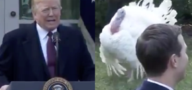 Donald Trump will finally crawl out of hiding today… to pardon a turkey