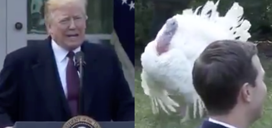 Donald Trump will finally crawl out of hiding today… to pardon a turkey