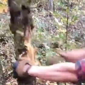 Bizarre video of Madison Cawthorn assaulting a tree circulates amid sexual misconduct allegations