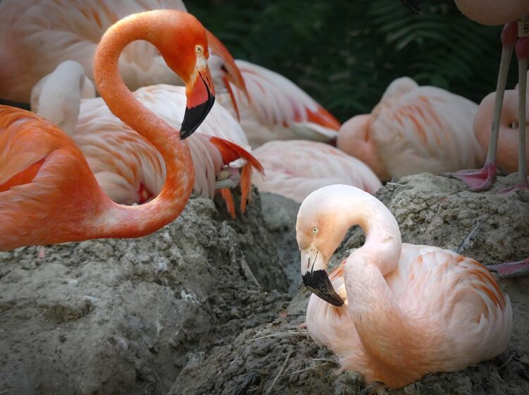 A proud pink playlist for the gay flamingo breakup, may they fly free