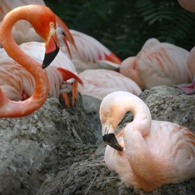 A proud pink playlist for the gay flamingo breakup, may they fly free