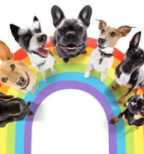 Can dogs be gay? The surprising truth.