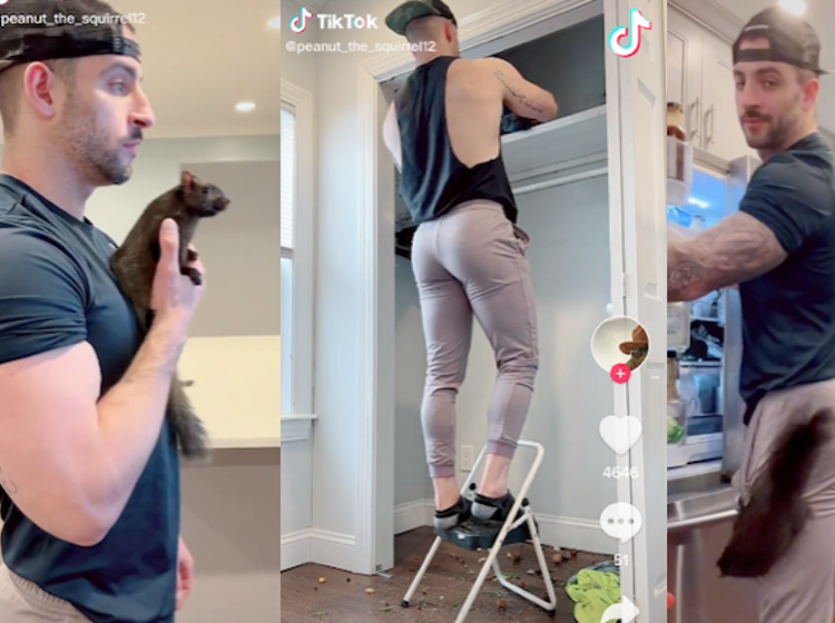 We need to talk about TikTok’s ‘Squirrel Dad’ serving equal parts nuts and meat