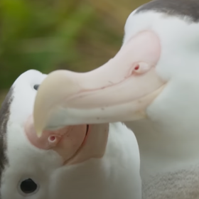 Internet loses it over this oh-so-adorable clip of a gay albatross ‘meet cute’
