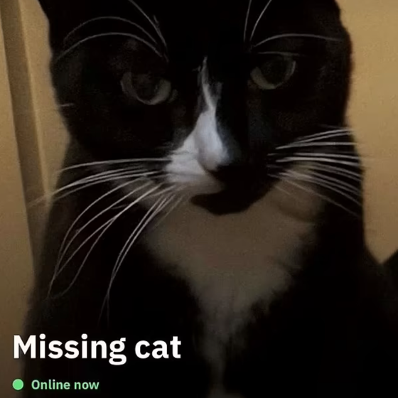 Grindr users unite to save the day and help find a missing cat