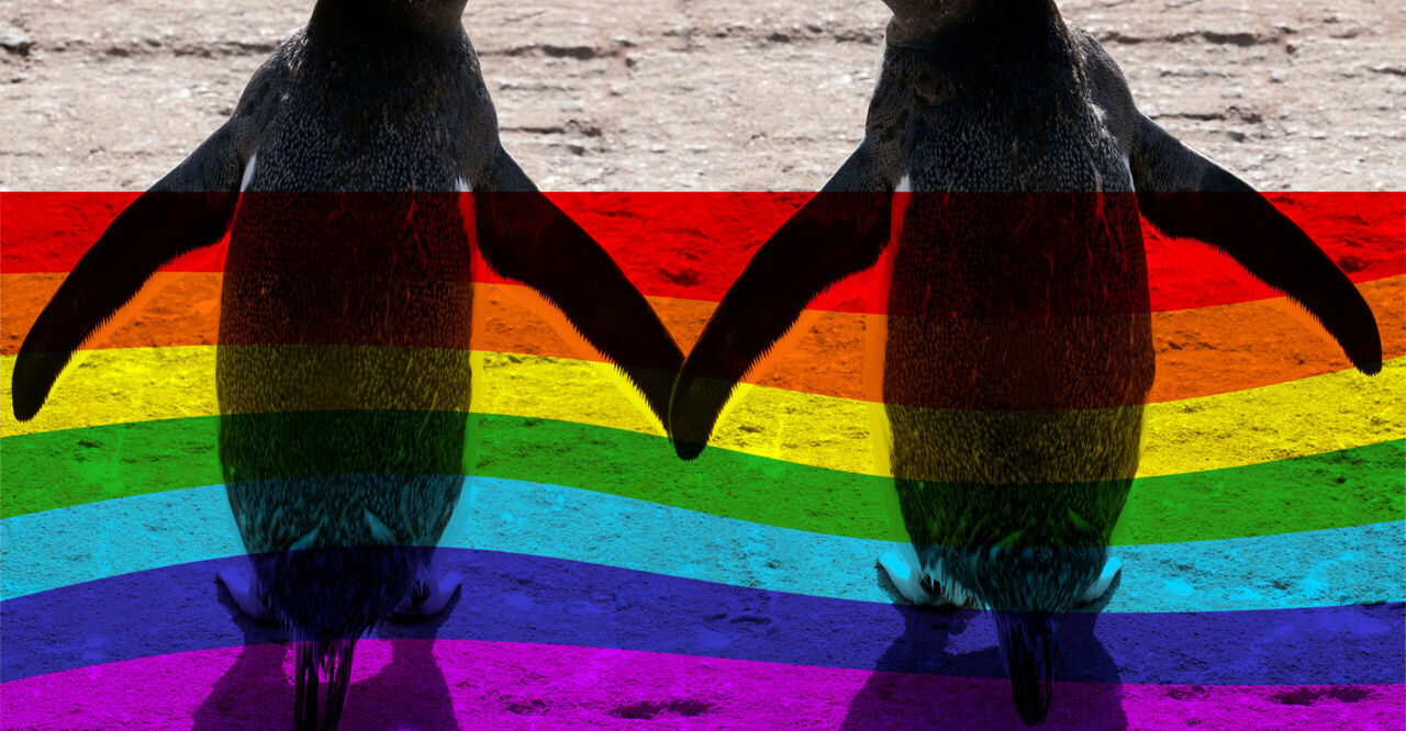 This children’s book about gay penguins is fighting a ban in Florida
