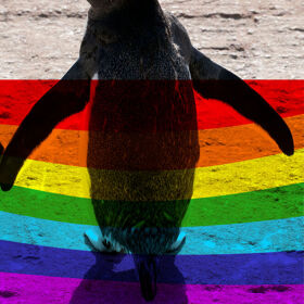 This children’s book about gay penguins is fighting a ban in Florida