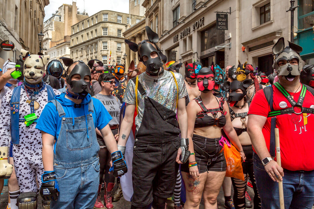 A group of gay pups at a Pride festival. 