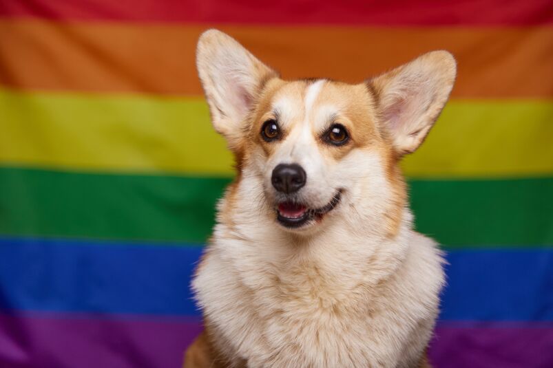 a dog in front of the Pride Rainbow flag. 