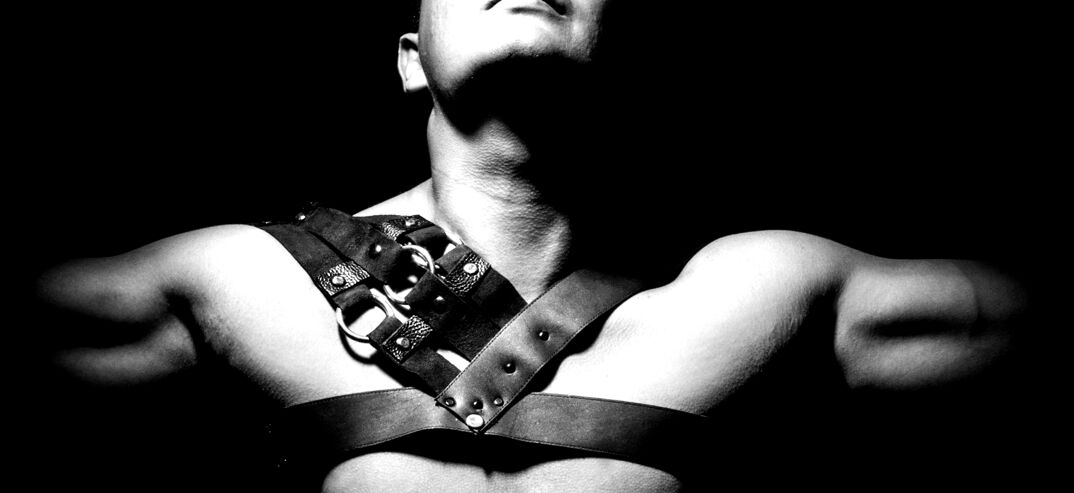 A toros with a leather harness.