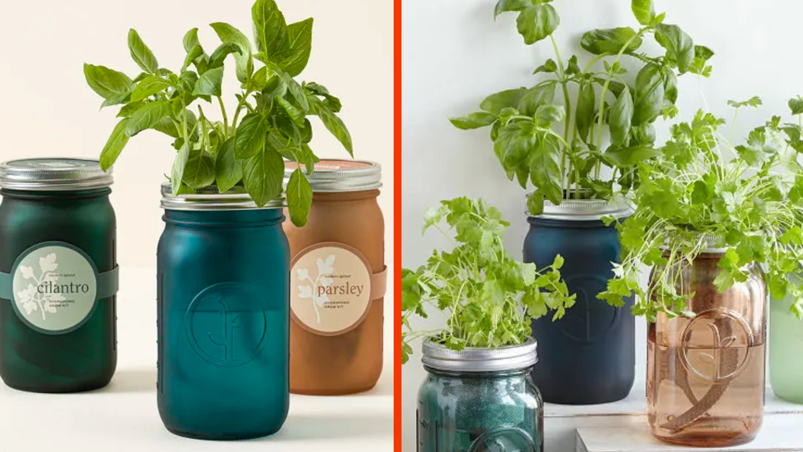 Two-panel image. On the left, three glass Mason jars on a tabletop. The middle has a green sprig of mint sprouting from the top. The left and right jars read "Cilantro" and "Parsley," respectively. On the right, the same jars are pictured with green herbs sprouting from the tops of all three. 