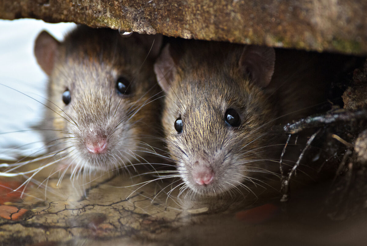 Two men just got married at… checks notes… a rat hole!