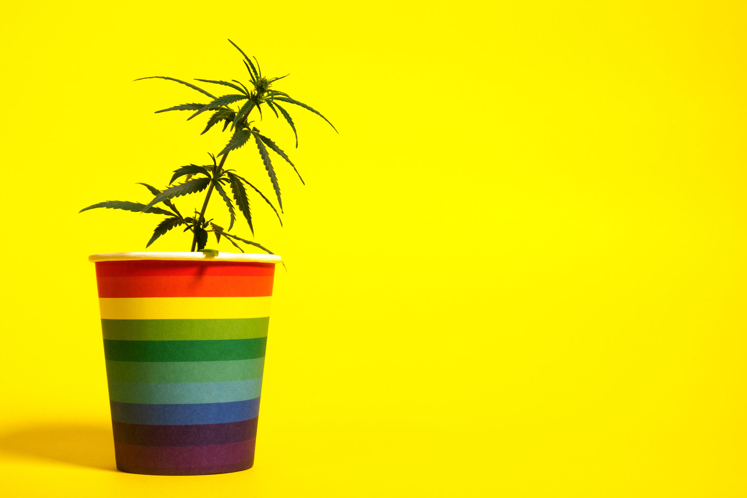 4/20 is just around the corner & we’ve got good brain health news for all you cannabis users