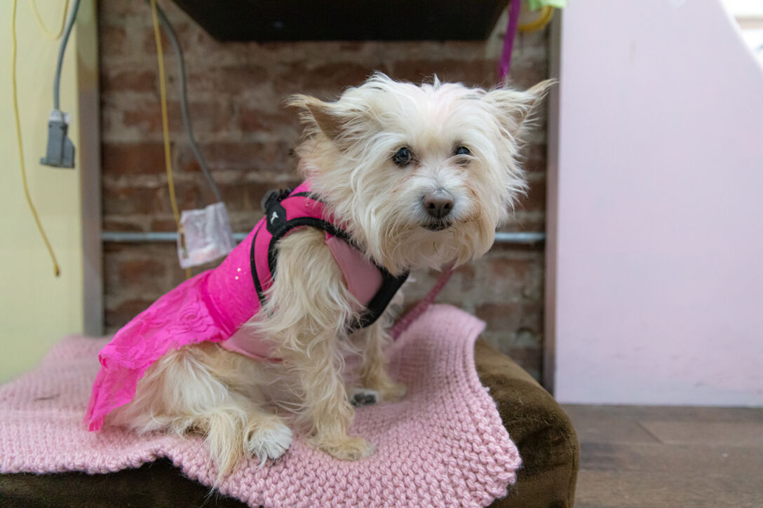 A small white dog wearing a pink dress and harness sitting on a knit blanket inside a salon.